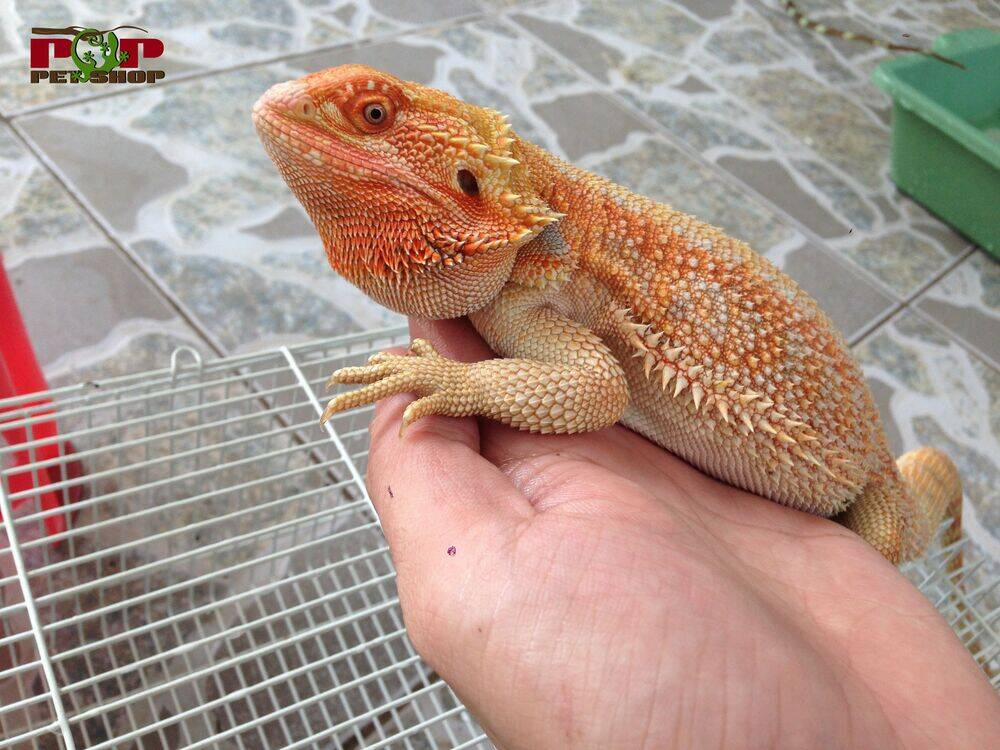 Hachuurui-Chan Wa Natsukanai 7 trang 8