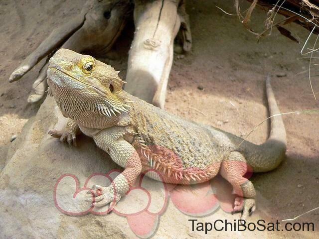 Hachuurui-Chan Wa Natsukanai 7 trang 9