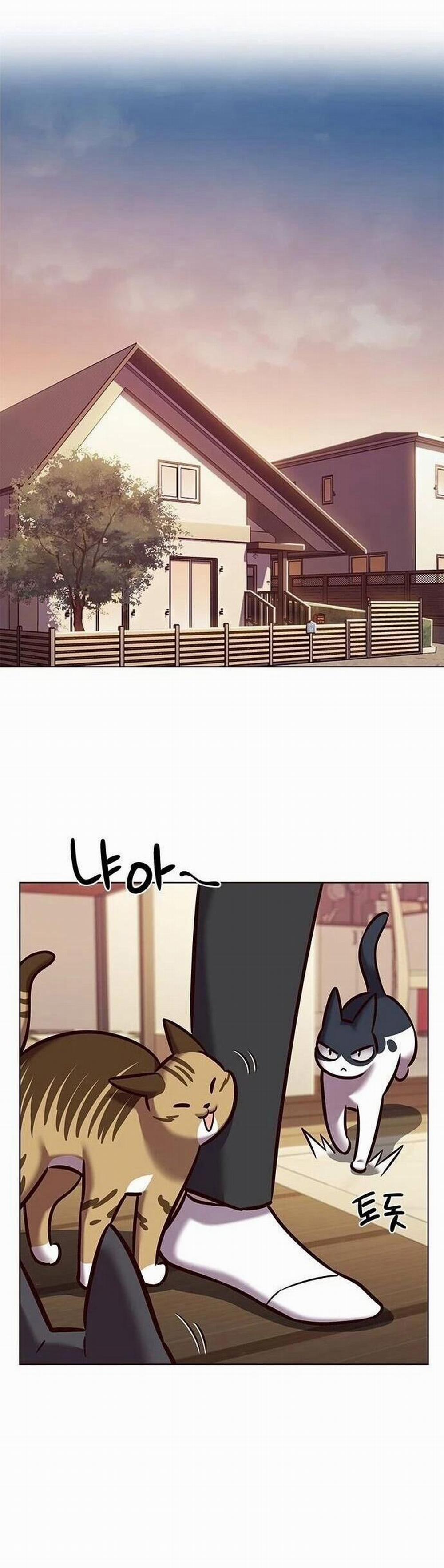 Hóa Thân Thành Mèo 279 trang 31