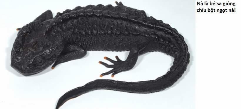 Không Xóa Sổ Con Người Được!! 26.3 trang 8