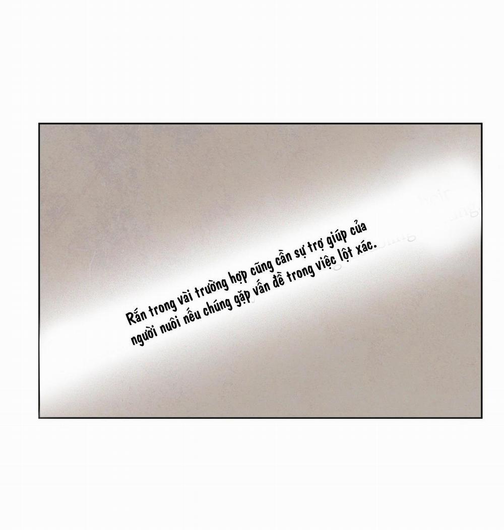 Sự Quyến Rũ Của Thần Rắn 22 trang 44