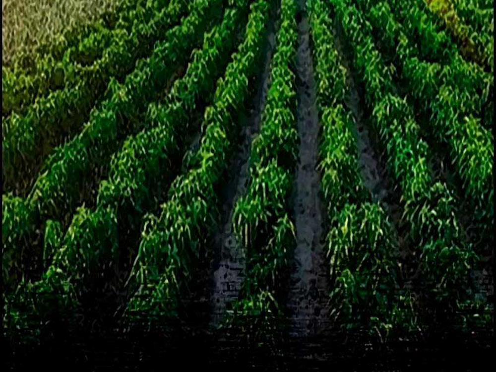 Thể Thao Cực Hạn 463.5 trang 25